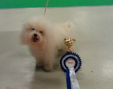 fanni dogshow febrary muokattu