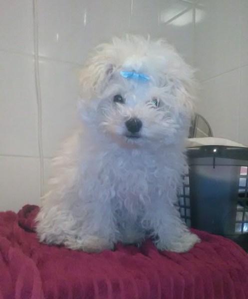 15801575_10211491853790401_1093422446_n